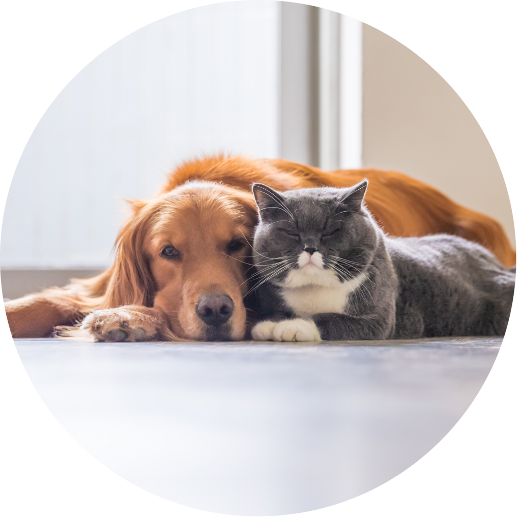 Advanced pet care made easy with Melton Family Vets.